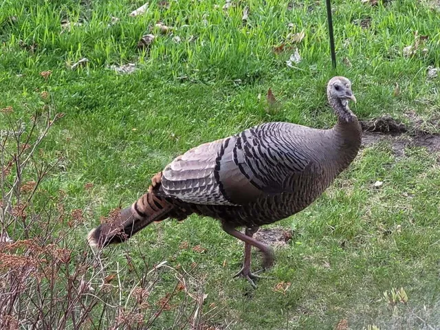 $550,000 | 211 Bluff Avenue, Eastlake, MI 49626