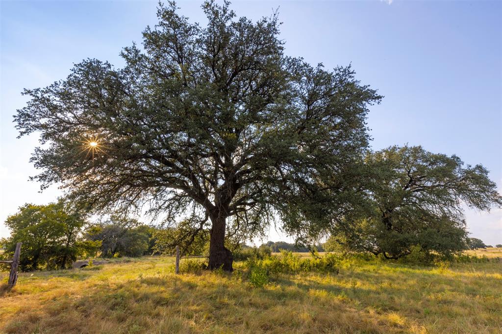 1515 County Road 510 Hamilton, TX 76531 - Photo 7 of 12 a view of yard covered with trees