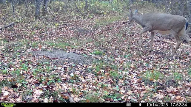 $300,000 | Tbd Tbd Xxx, Osage, MN 56570