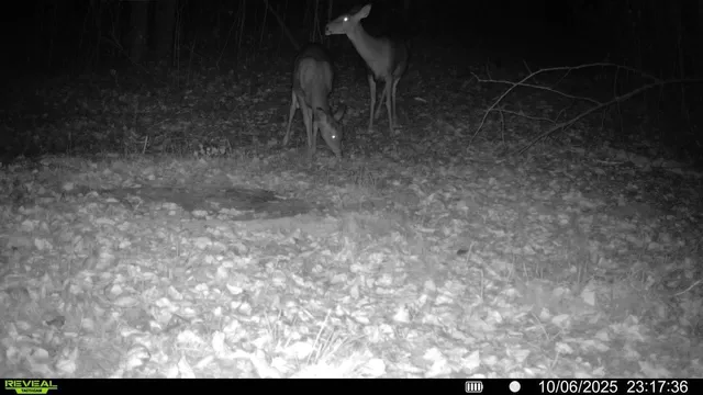 $300,000 | Tbd Tbd Xxx, Osage, MN 56570