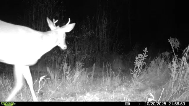 $300,000 | Tbd Tbd Xxx, Osage, MN 56570