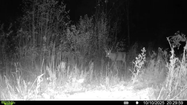 $300,000 | Tbd Tbd Xxx, Osage, MN 56570