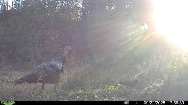 $300,000 | Tbd Tbd Xxx, Osage, MN 56570