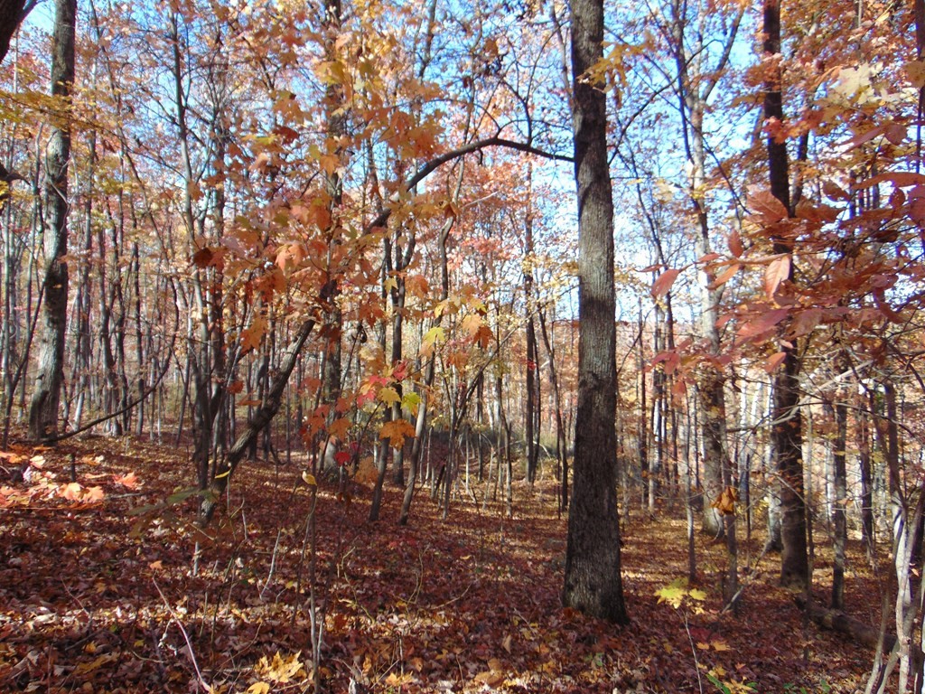 0 Raccoon Ridge Road Spring City, TN 37381 - Photo 40 of 70