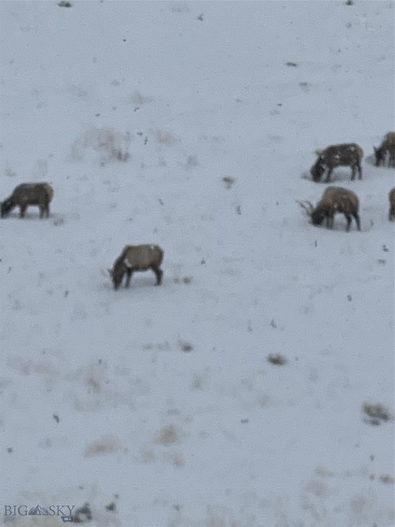 682 East River Road Pray, MT 59065 - Photo 82 of 100 Elk on Hillside
