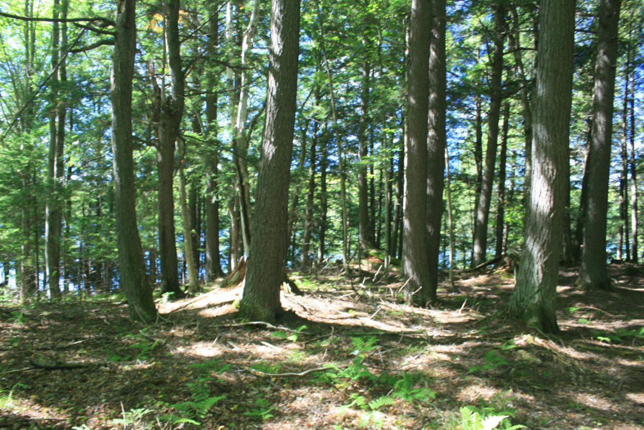 Tbd Tbd Hewitt Lane, Unit 7 Mercer, WI 54547 - Photo 7 of 31 Gallery Image 7