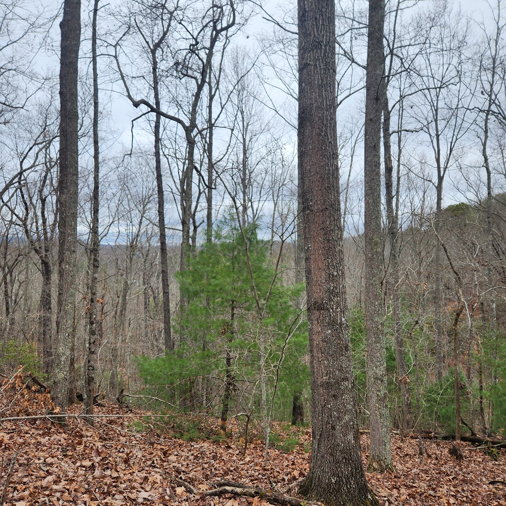 7.72-ac Tower Road Mineral Bluff, GA 30559 - Photo 6 of 16 Gallery Image 6