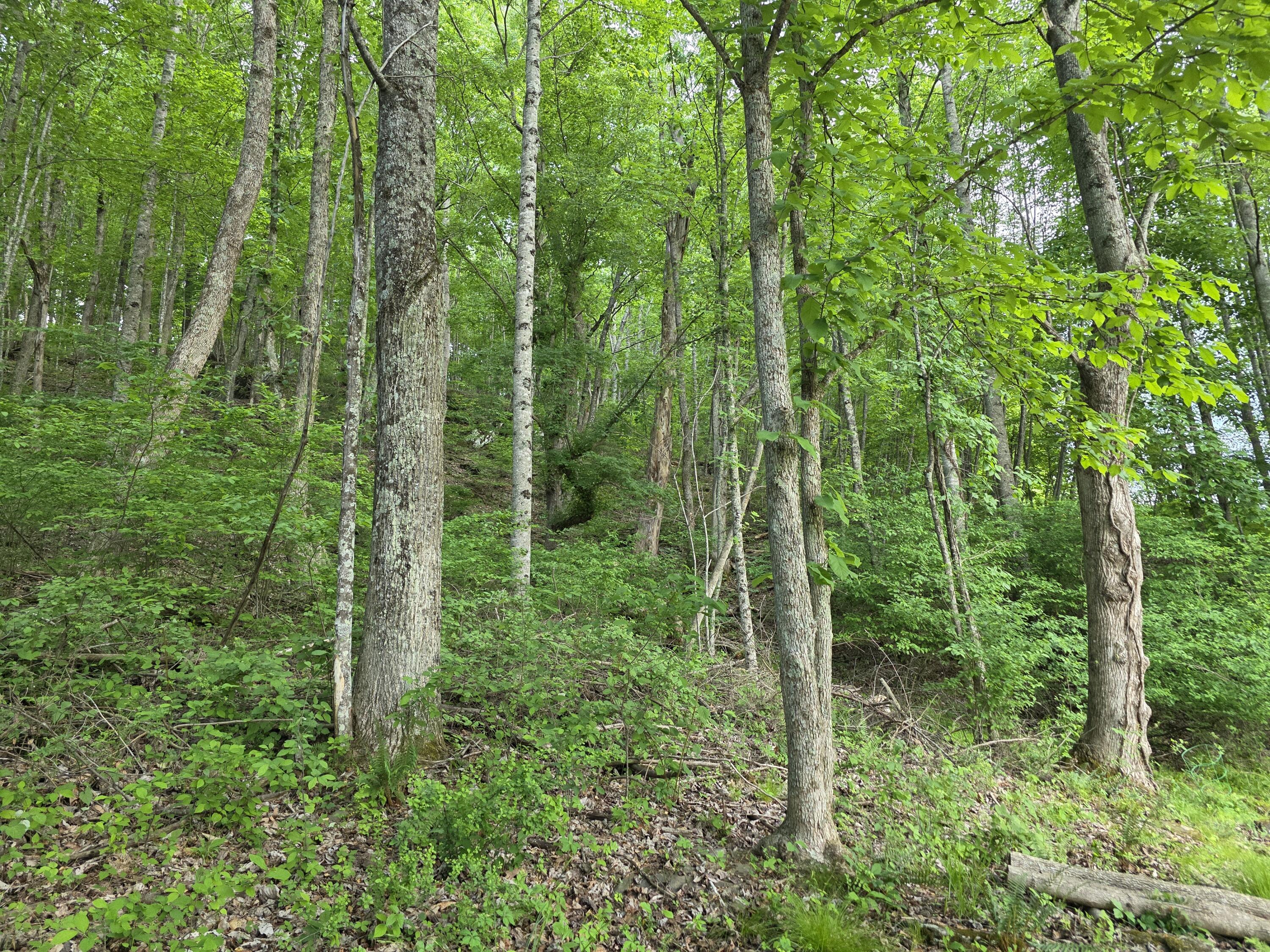 Tbd Bent Nail Road Hillsville, VA 24343 - Photo 5 of 16 a view of a lush green forest