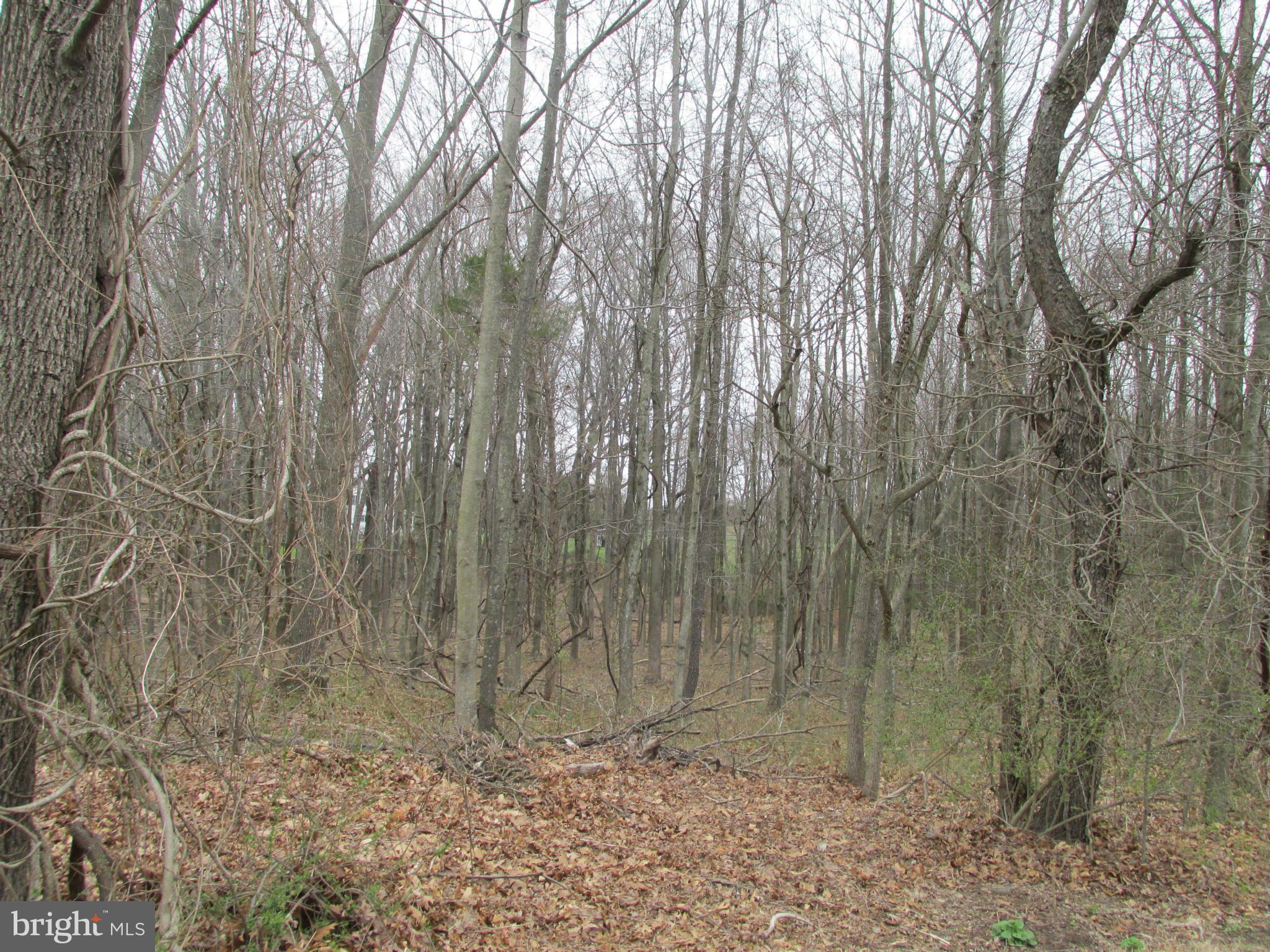 Riley Road Warrenton, VA 20187 - Photo 13 of 13 a view of a dry yard with trees in the background