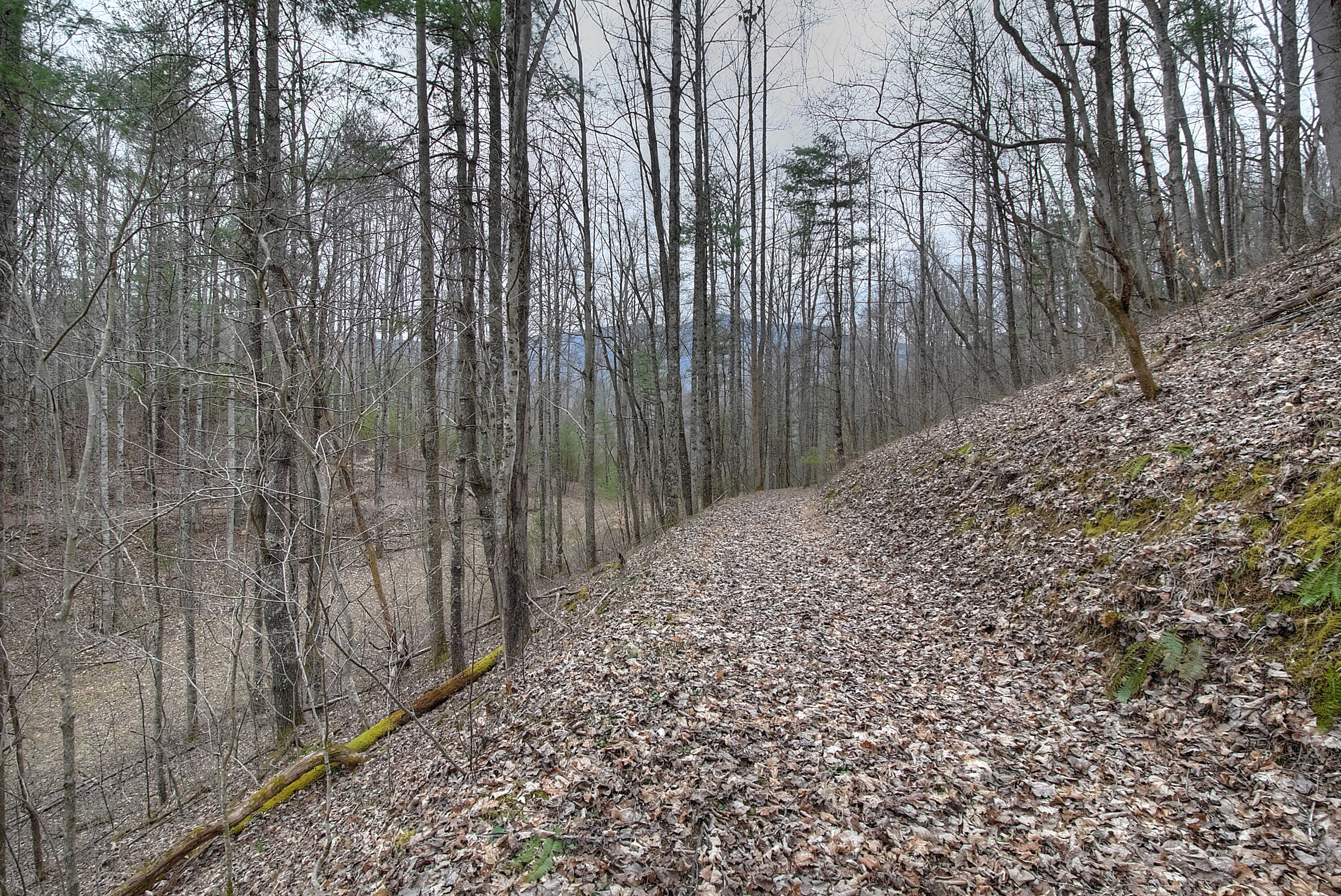 480 Coffee Ridge Road Erwin, TN 37650 - Photo 15 of 44 DSC_0802_3_4_5_6_7