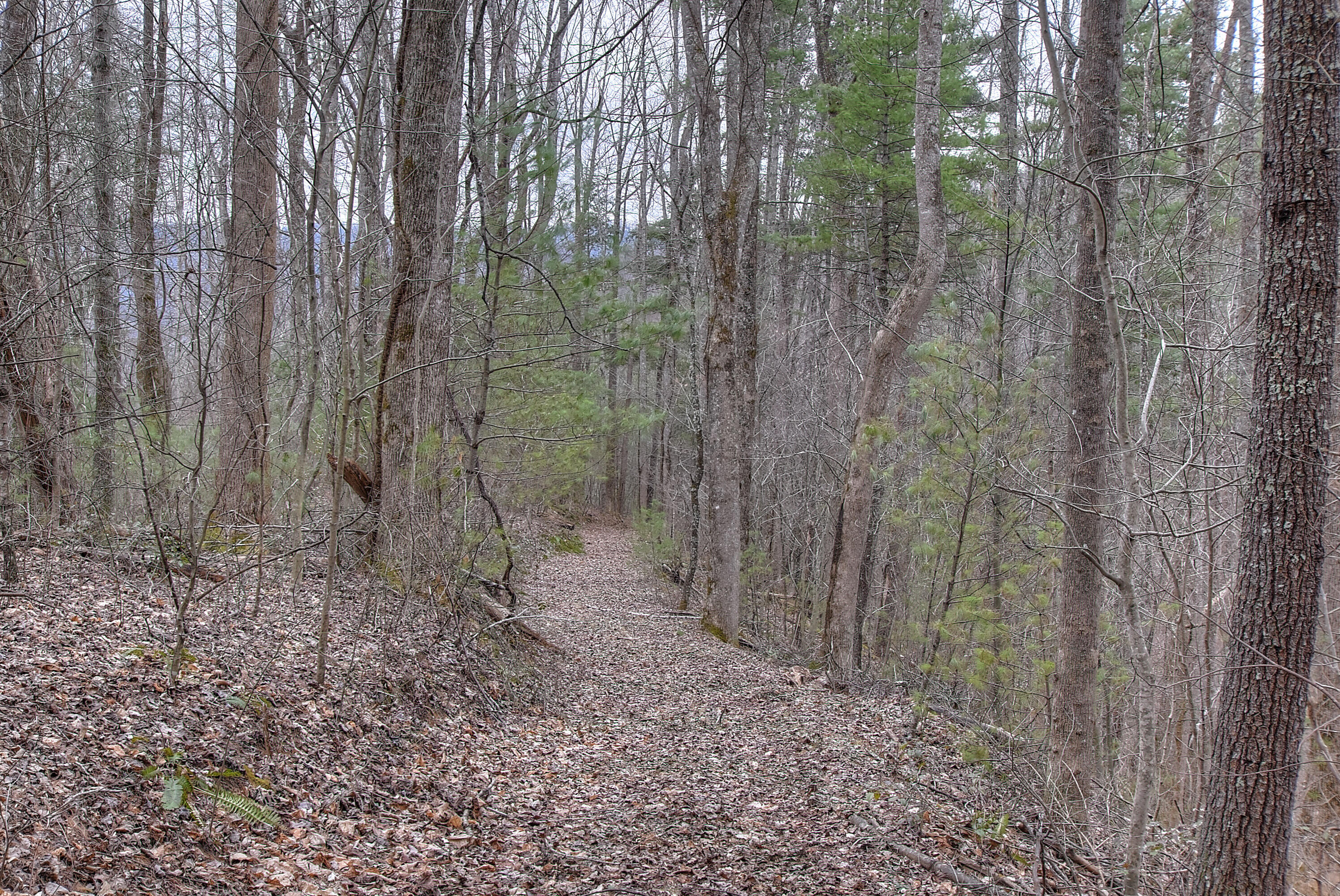 480 Coffee Ridge Road Erwin, TN 37650 - Photo 18 of 44 DSC_0844_5_6_7_8_9