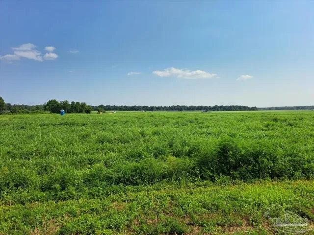 a view of a big yard with a large tree