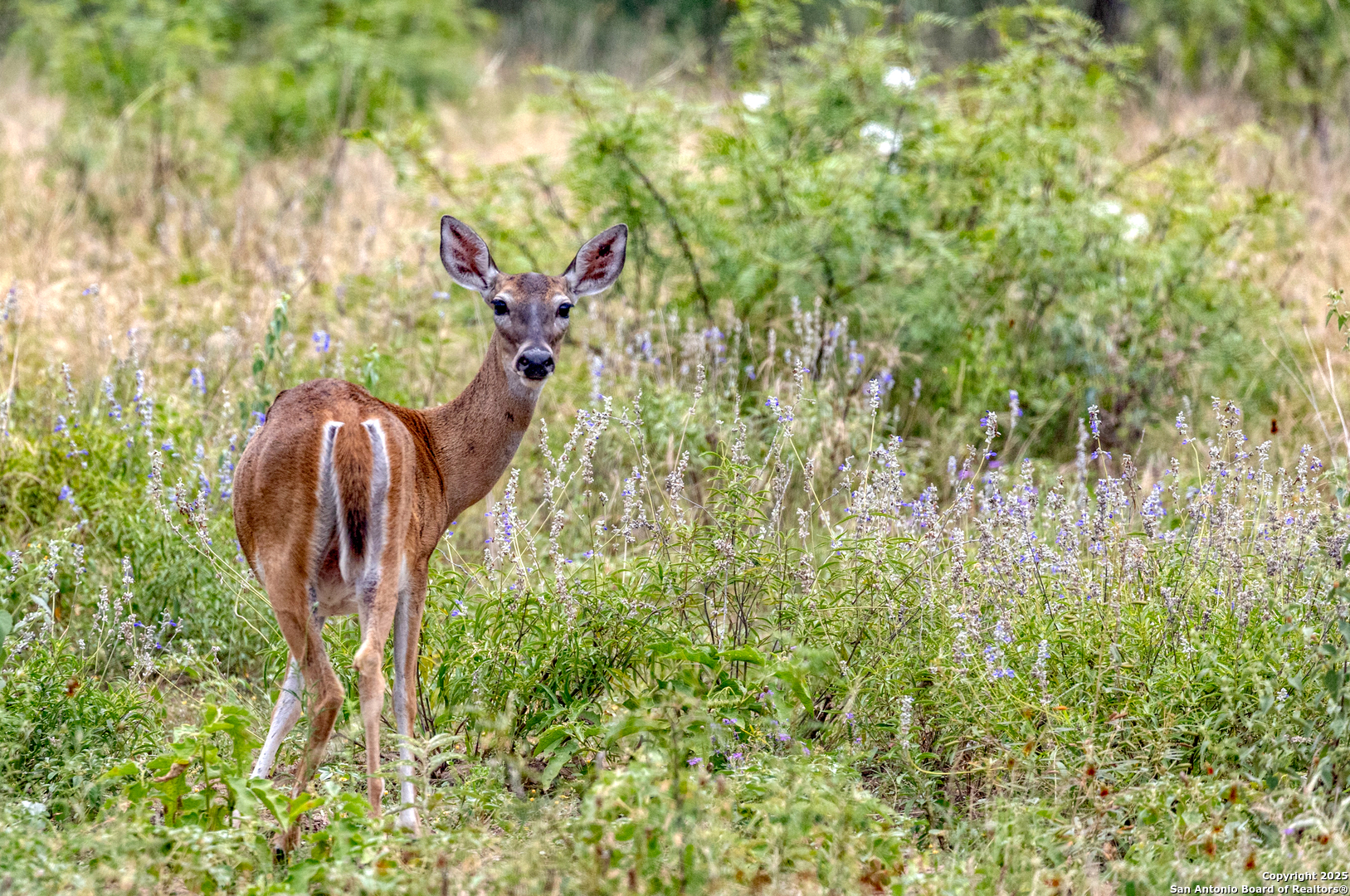 498 Camino Del Rancho Concan, TX 78838 - Photo 35 of 37