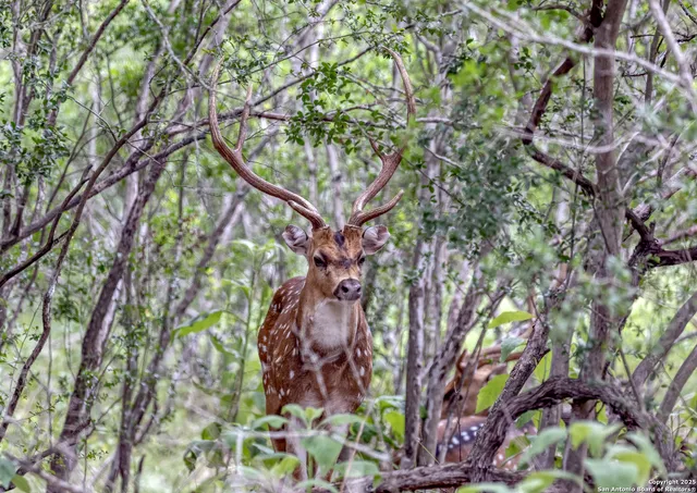 $850,000 | 498 Camino Del Rancho, Concan, TX 78838