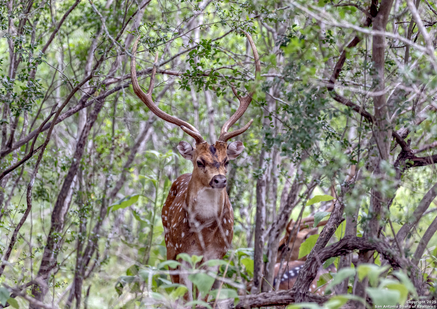 498 Camino Del Rancho Concan, TX 78838 - Photo 36 of 37