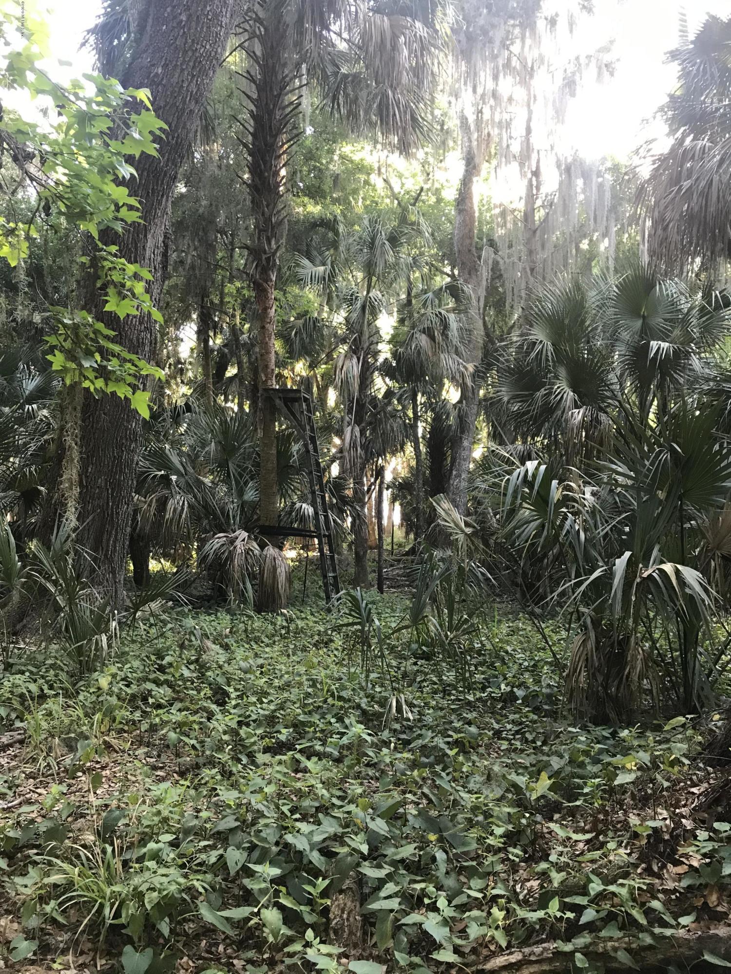 134 Anhinga Road Georgetown, FL 32139 - Photo 6 of 12 Drayton Island Property