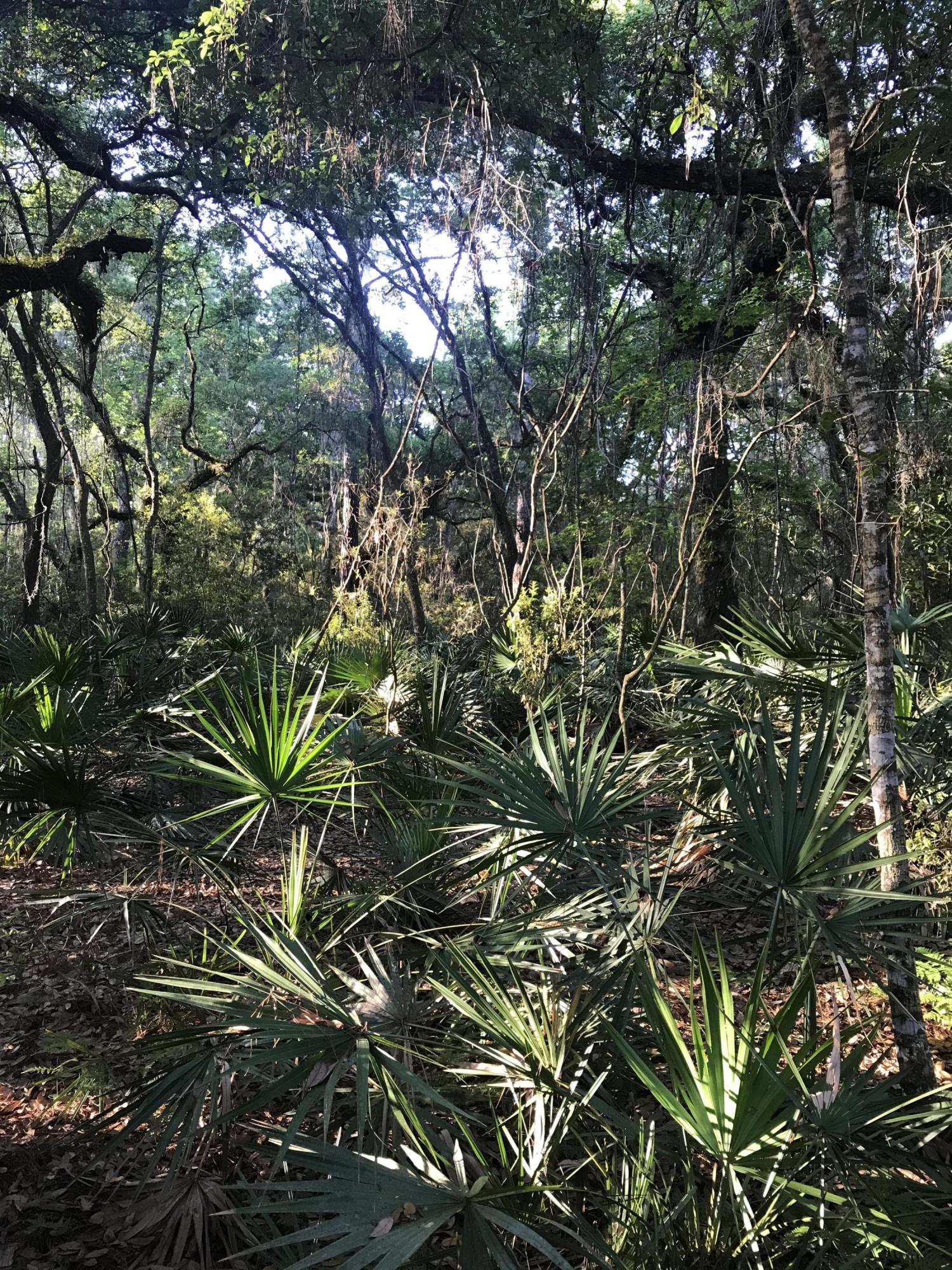 134 Anhinga Road Georgetown, FL 32139 - Photo 8 of 12 Drayton Island Property