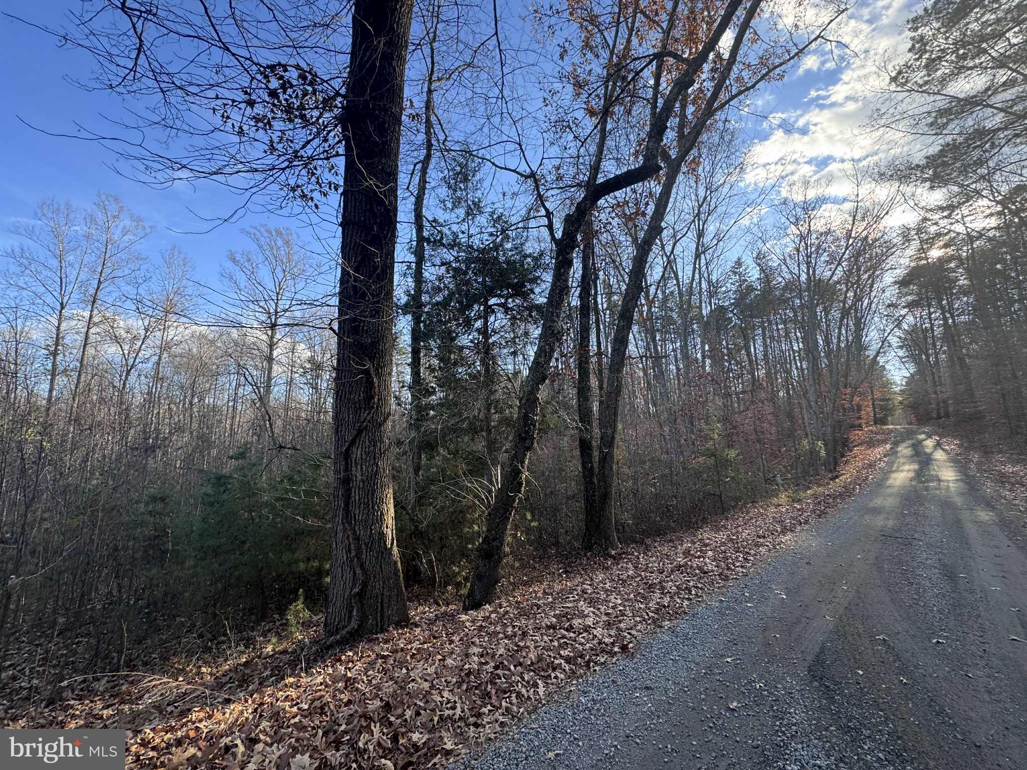0 Buggy Lane Rochelle, VA 22738 - Photo 2 of 11 a view of a forest