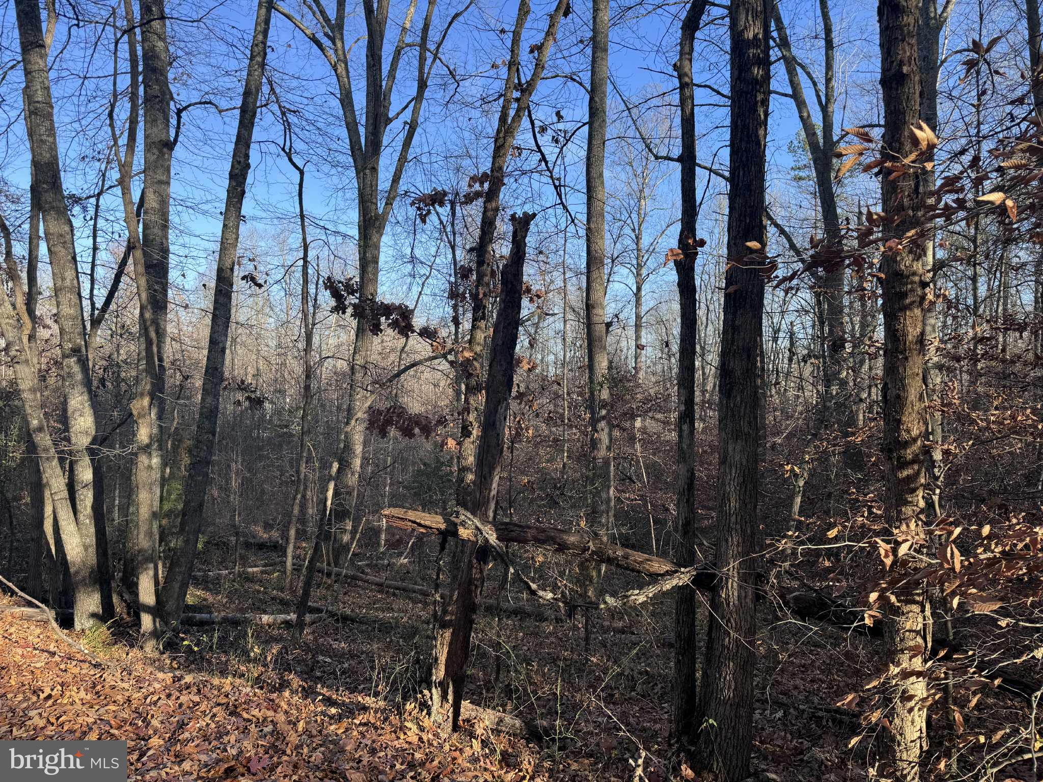 0 Buggy Lane Rochelle, VA 22738 - Photo 4 of 11 a view of a forest
