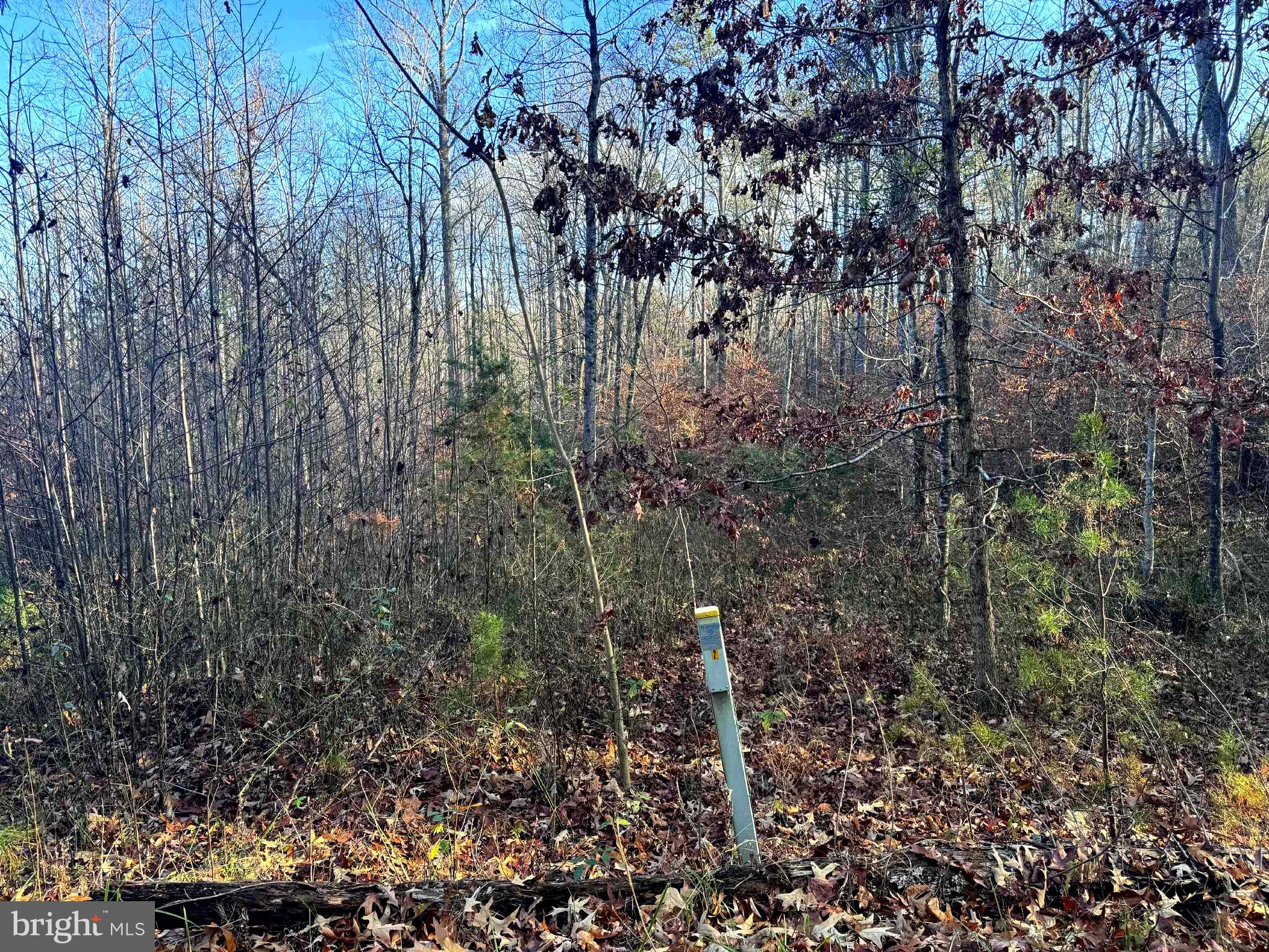 0 Buggy Lane Rochelle, VA 22738 - Photo 6 of 11 a view of a forest