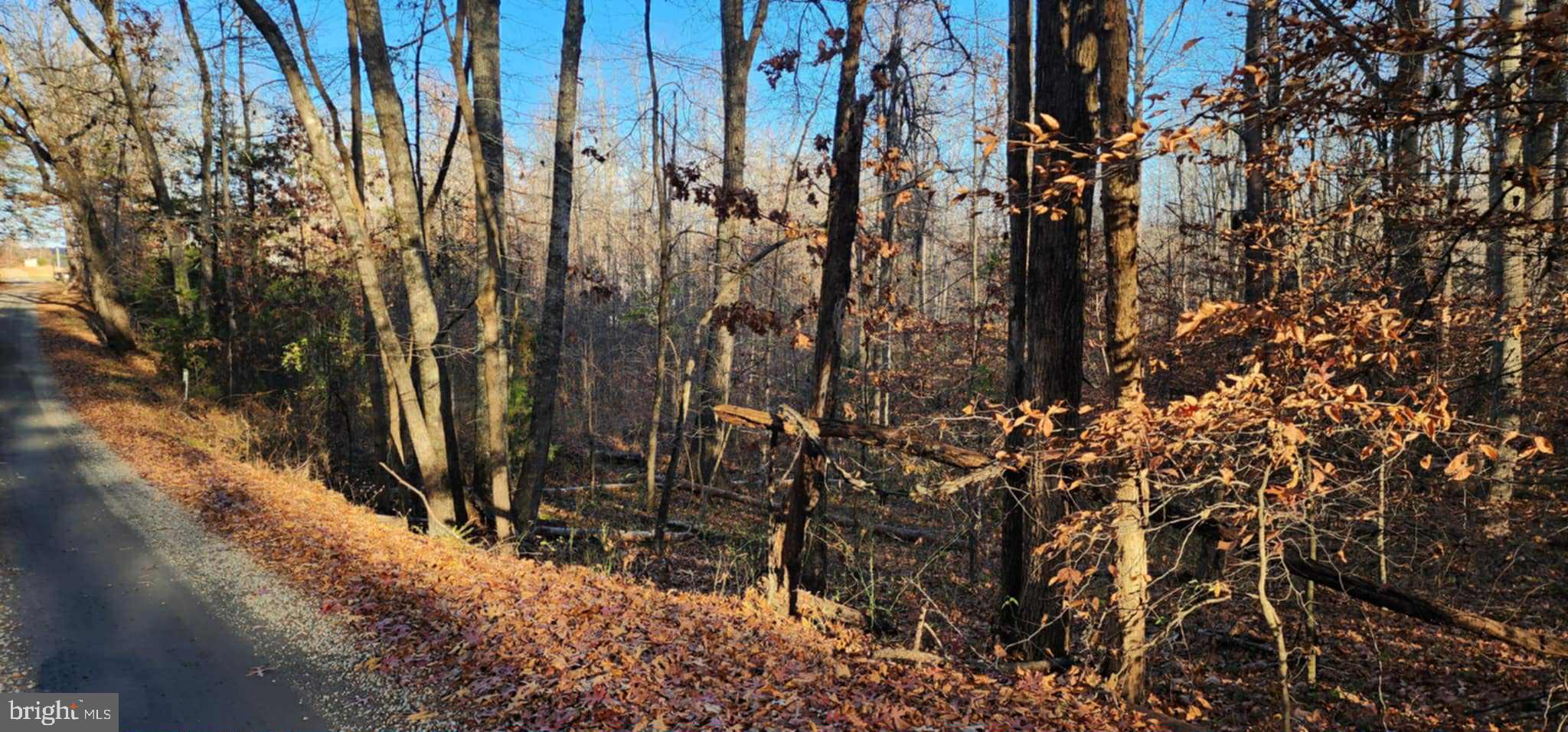 0 Buggy Lane Rochelle, VA 22738 - Photo 7 of 11 a view of a row of trees