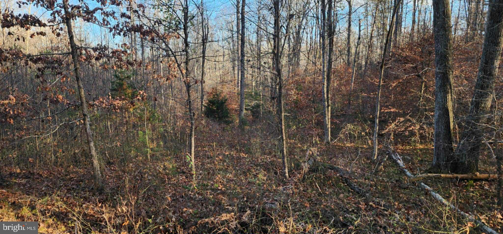 0 Buggy Lane Rochelle, VA 22738 - Photo 8 of 11 a view of forest