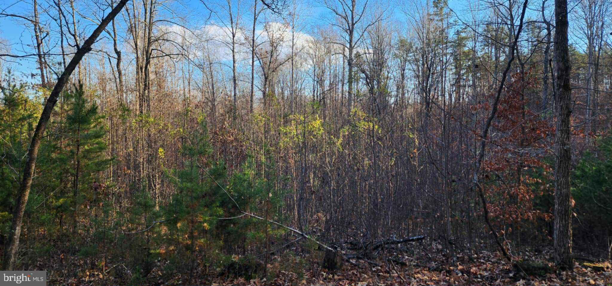 0 Buggy Lane Rochelle, VA 22738 - Photo 9 of 11 a view of backyard with green space
