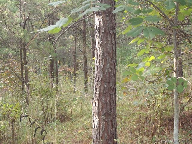 Lot#21 Spur Alley, Unit 21 Rutherfordton, NC 28139 - Photo 7 of 16 a close up of a plant in a forest