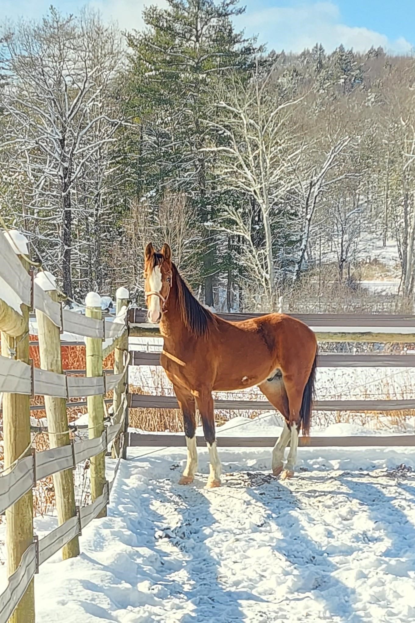 484 Old Swanzey Road Chesterfield, NH 03462 - Photo 56 of 57