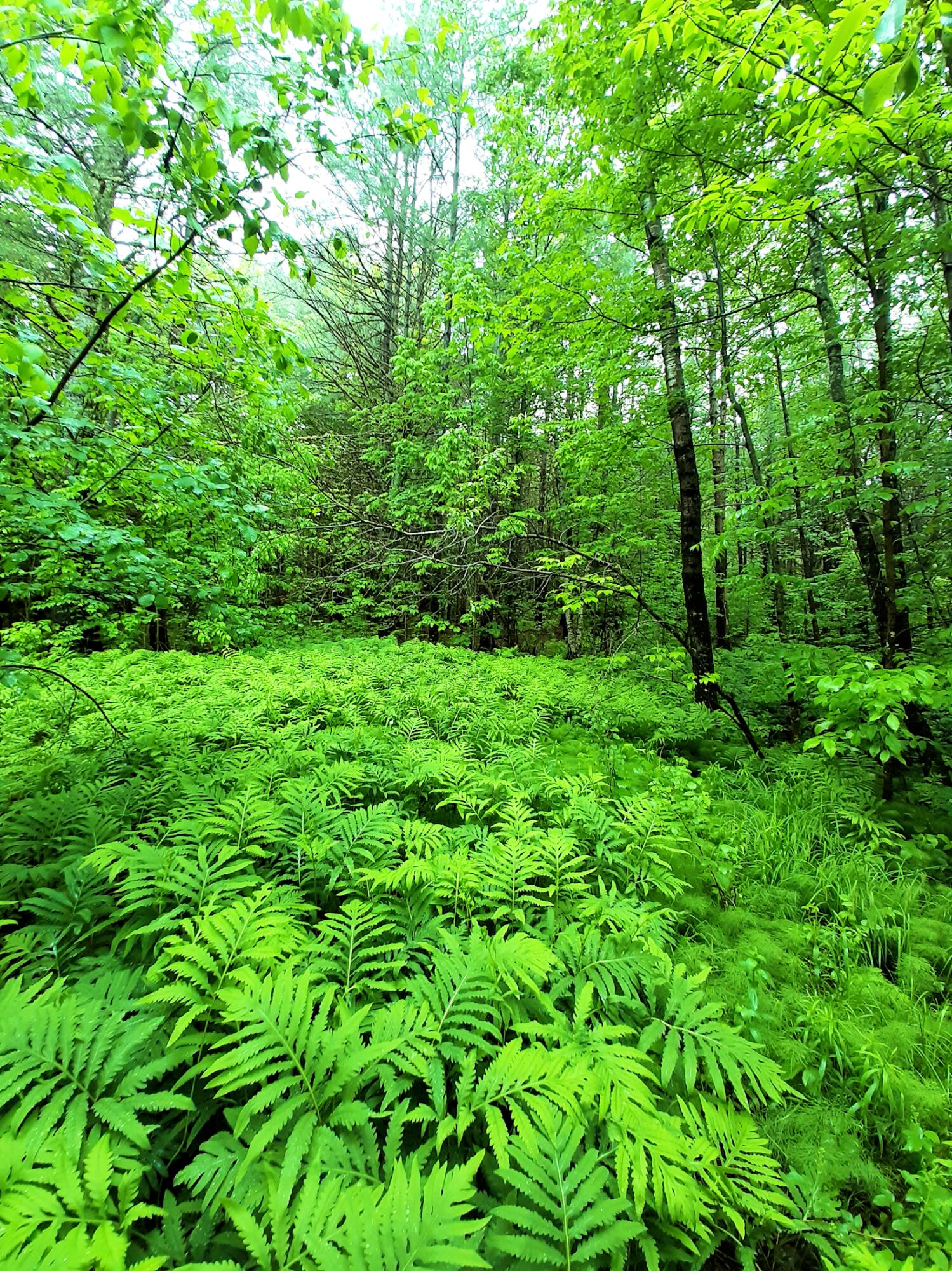 Lot # Lot#17-9 North Road Winn, ME 04495 - Photo 13 of 31 1 TBD North Road 1m