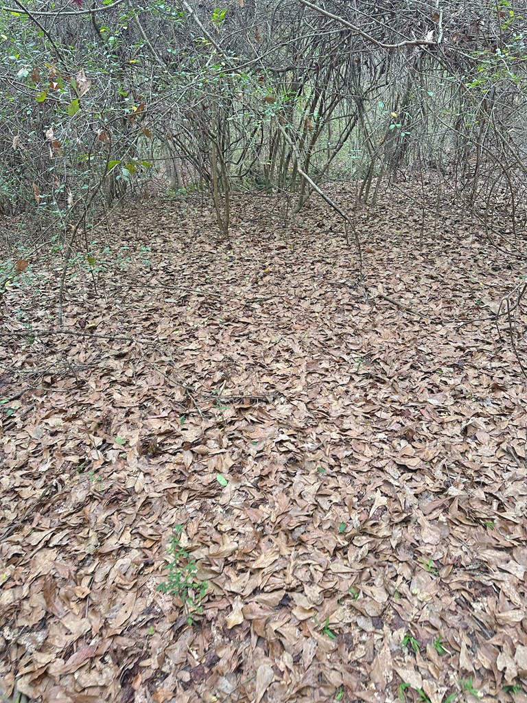 0 Freddie Whiddon Road Webb, AL 36376 - Photo 7 of 17