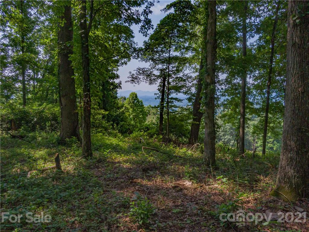 389 Winding Ridge Road, Unit 12 13 15 Marshall, NC 28753 - Photo 11 of 32 a view of a forest filled with trees