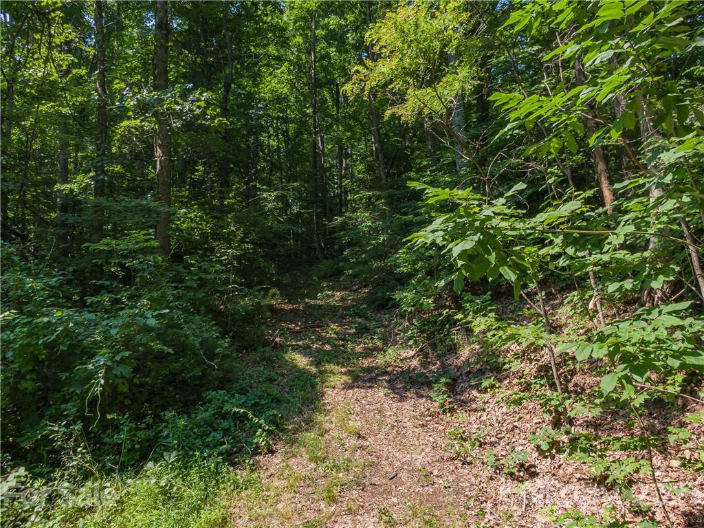 389 Winding Ridge Road, Unit 12 13 15 Marshall, NC 28753 - Photo 12 of 32 a view of a lush green forest
