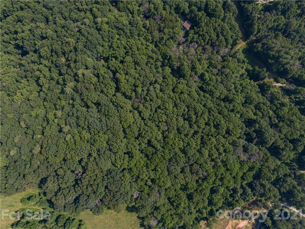 389 Winding Ridge Road, Unit 12 13 15 Marshall, NC 28753 - Photo 26 of 32 a view of a forest with a tree