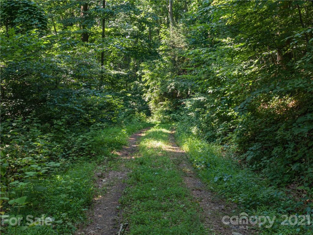 389 Winding Ridge Road, Unit 12 13 15 Marshall, NC 28753 - Photo 27 of 32 a view of a lush green forest