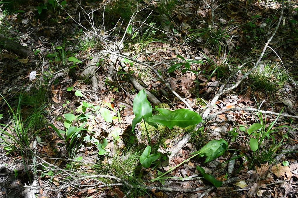 1 Wilson Road Temple, GA 30179 - Photo 25 of 88
