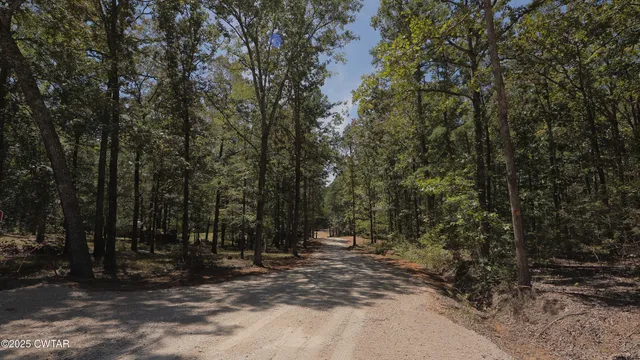 a view of a forest with trees in the background