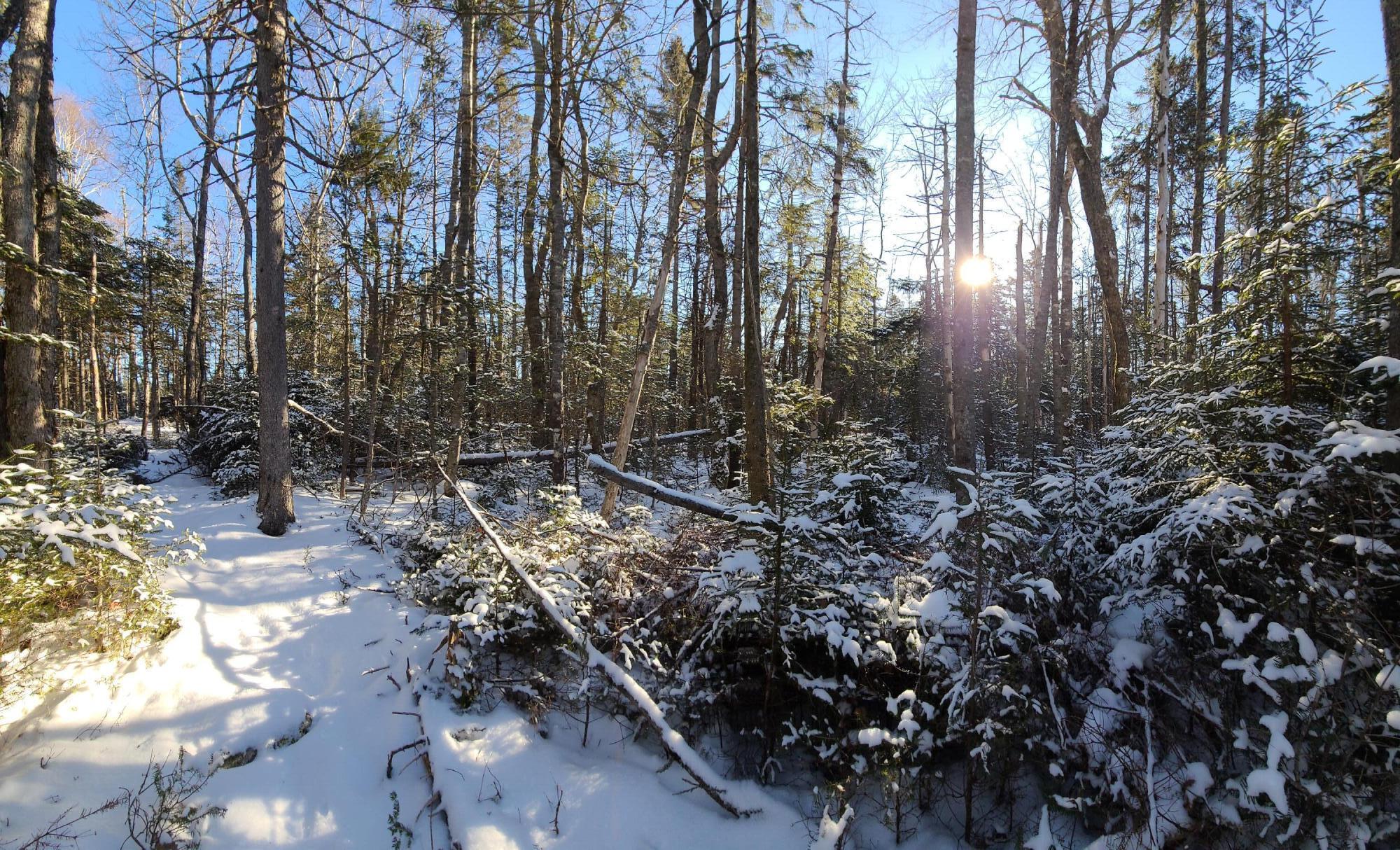 Lot 8 Pyne Cove Road Steuben, ME 04680 - Photo 21 of 28 20230201_092956