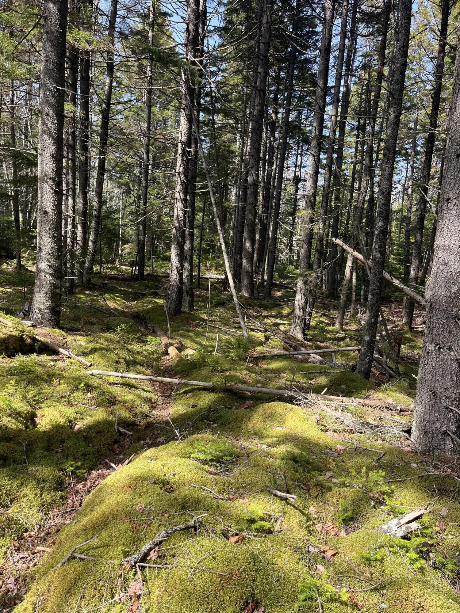 37 Missy Way Steuben, ME 04680 - Photo 6 of 15 IMG_1838