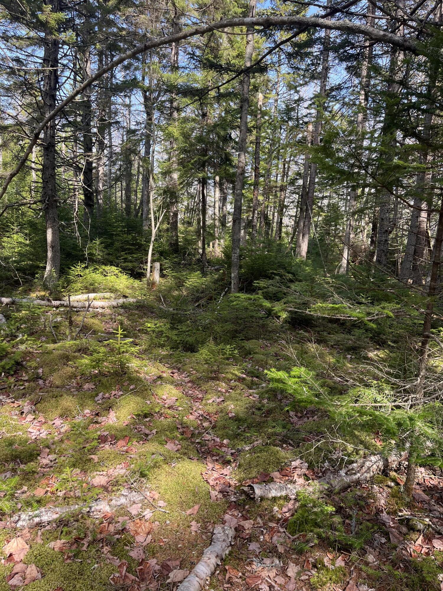 37 Missy Way Steuben, ME 04680 - Photo 7 of 15 IMG_1839