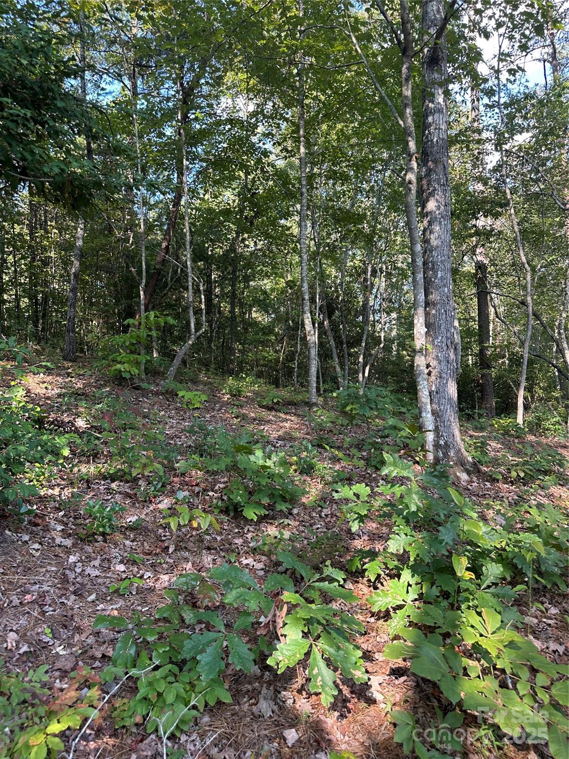0 Wildlife Lake Road Old Fort, NC 28762 - Photo 17 of 21 a view of outdoor space and green space