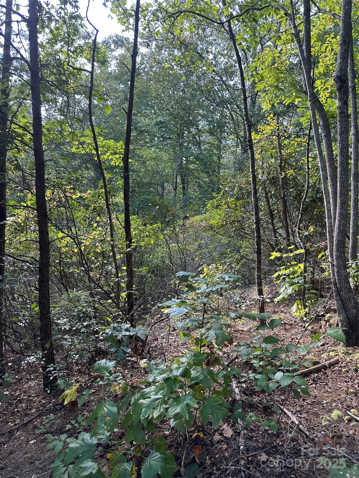 0 Wildlife Lake Road Old Fort, NC 28762 - Photo 19 of 21 a view of a forest that has large trees