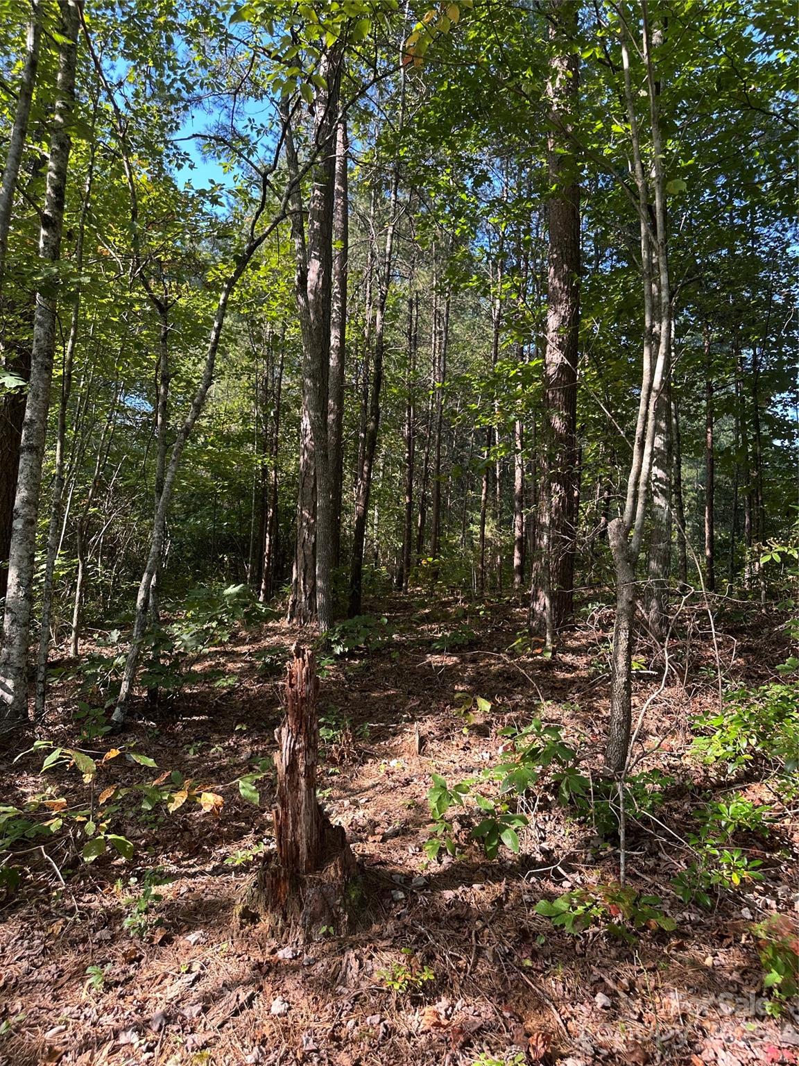 0 Wildlife Lake Road Old Fort, NC 28762 - Photo 20 of 21 a view of a forest with trees