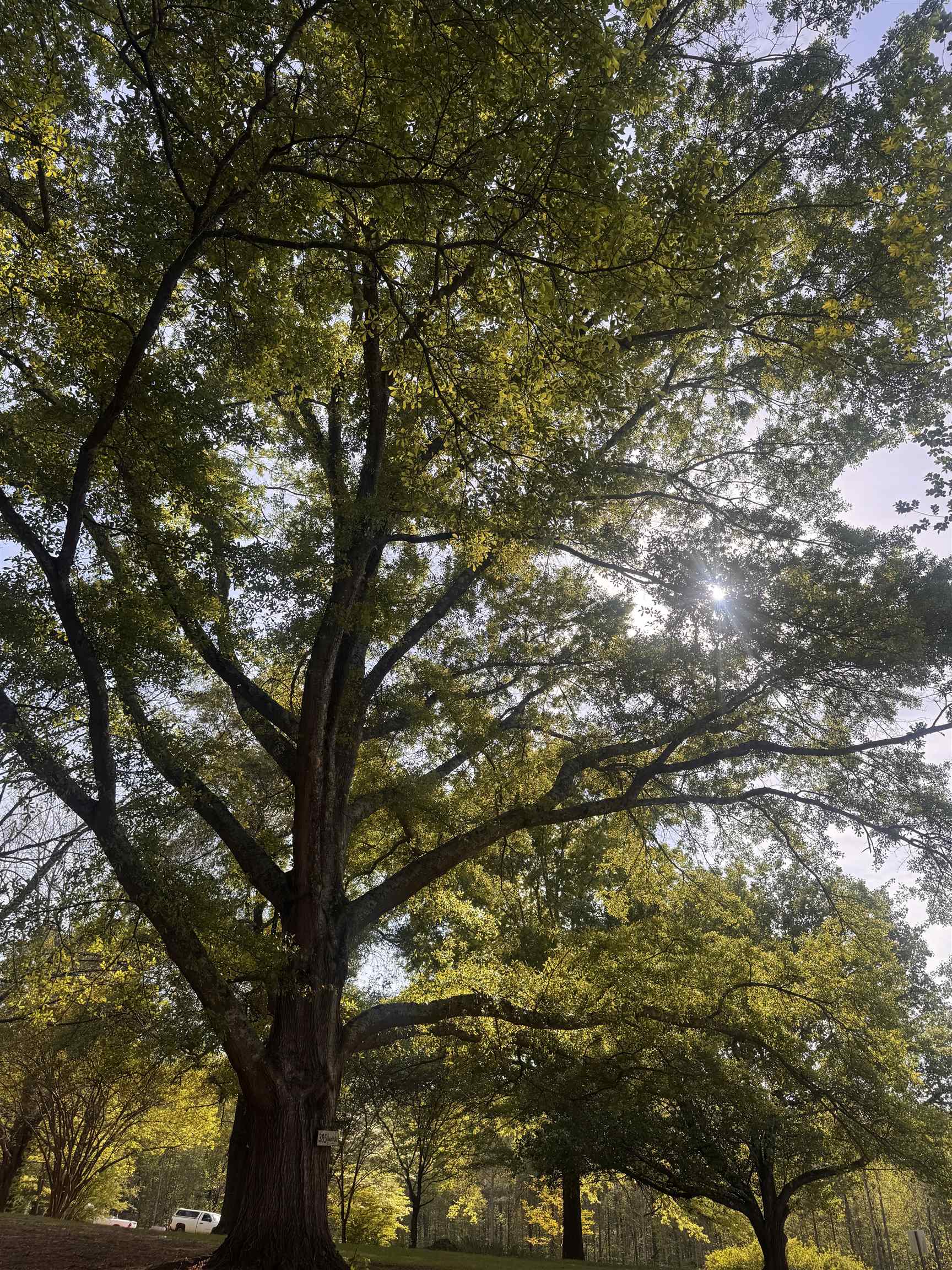 385 State Rd S-42-7065 Campobello, SC 29322 - Photo 6 of 47