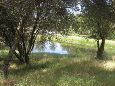 32556 Lodge Road Tollhouse, CA 93667 - Photo 10 of 25 Gallery Image 10