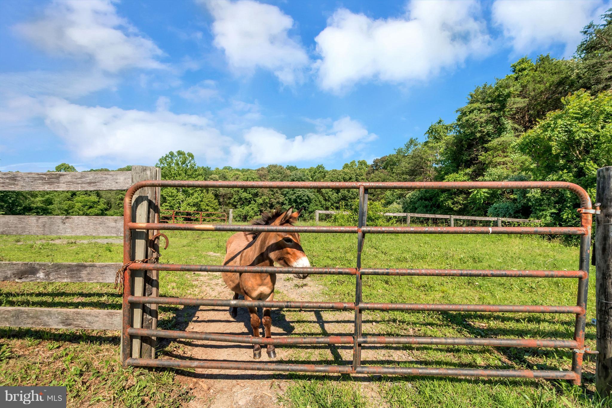 13347 Sillamon Road Goldvein, VA 22720 - Photo 8 of 28 Perfect for horses, livestock, and even donkeys!