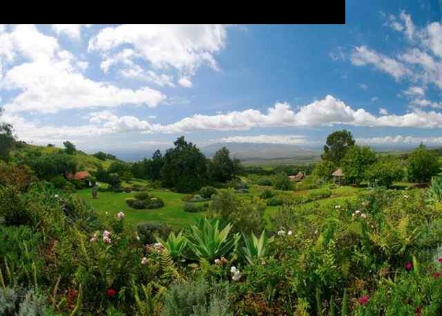 893 Middle Road Kula, HI 96790 - Photo 14 of 24 a view of a bunch of trees and bushes