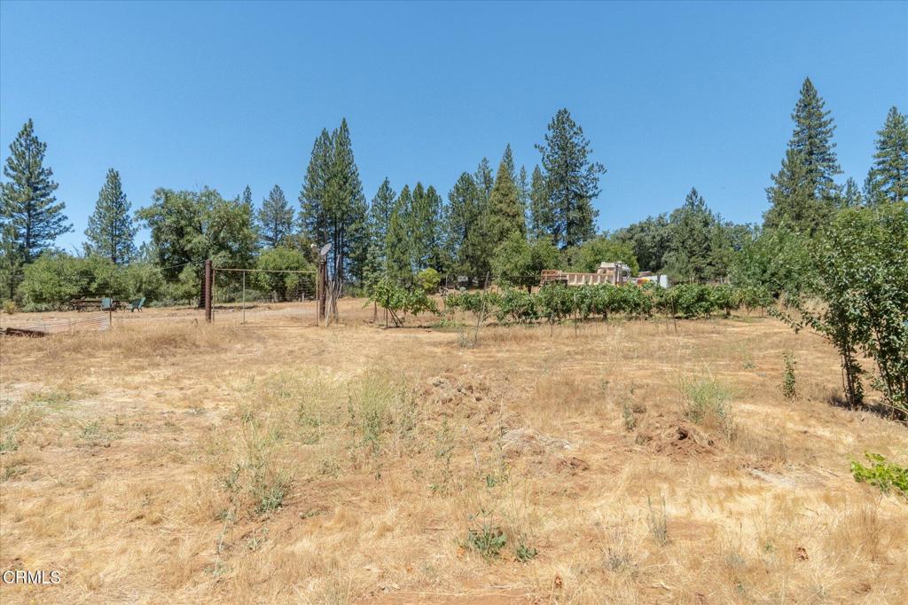 2660 Independence Road Mokelumne Hill, CA 95245 - Photo 36 of 37 a view of a yard with trees in the background