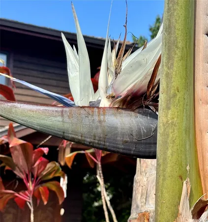 $6,200 | 59-530 Hoalike Road, Haleiwa, HI 96712