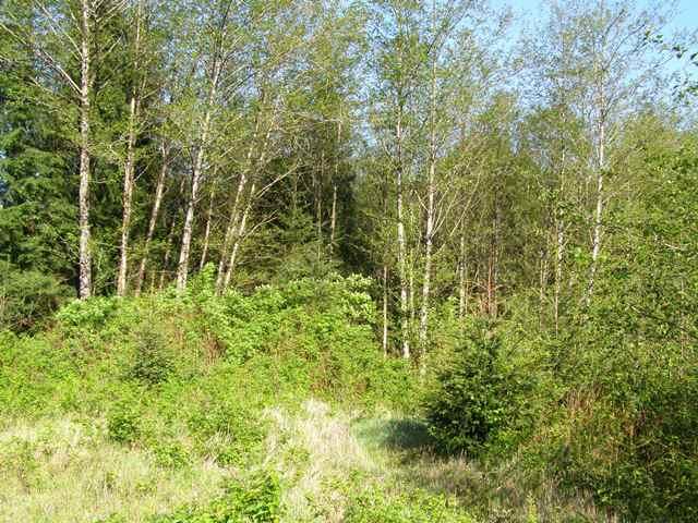Tl#605 Latimer Road North Tillamook, OR 97141 - Photo 15 of 28 P5021231